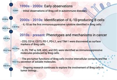 Exploring the dual role of B cells in solid tumors: implications for head and neck squamous cell carcinoma